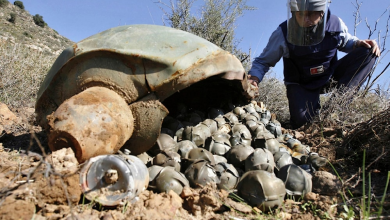 Israel uses internationally banned cluster bombs in aggression on Lebanon